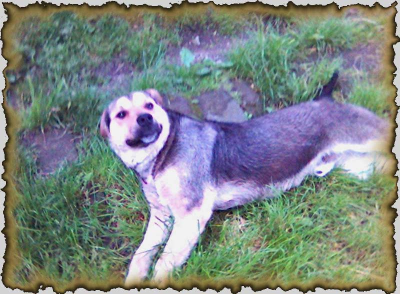 Salut, Eu sunt BLACKY BA !!!